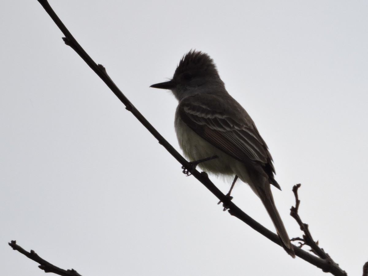 Ash-throated Flycatcher - ML149428061