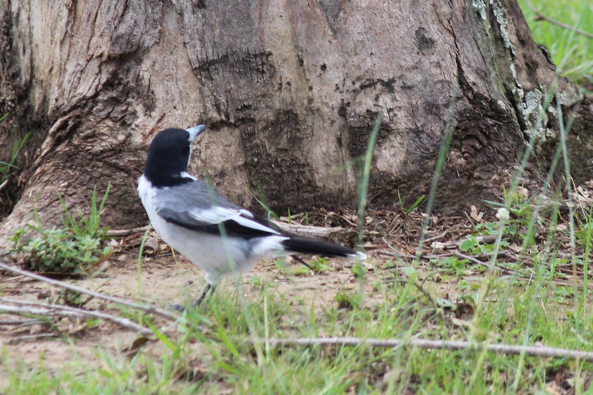 Gray Butcherbird - ML149428471