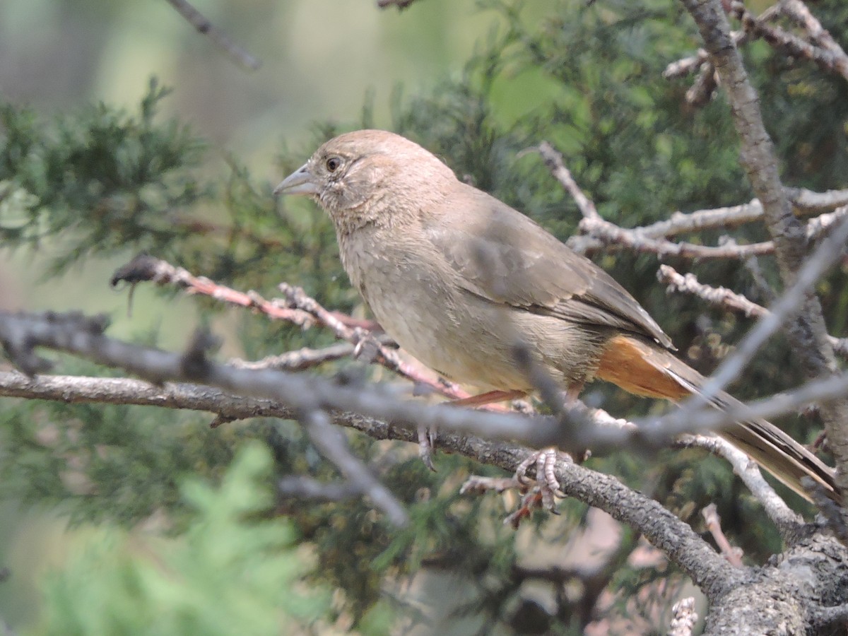 Canyon Towhee - ML149430611