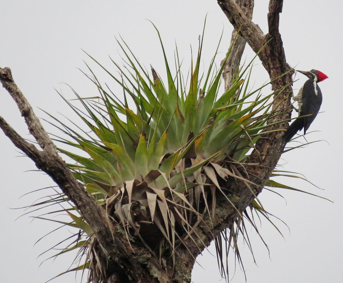 Lineated Woodpecker - Sidnei Dantas