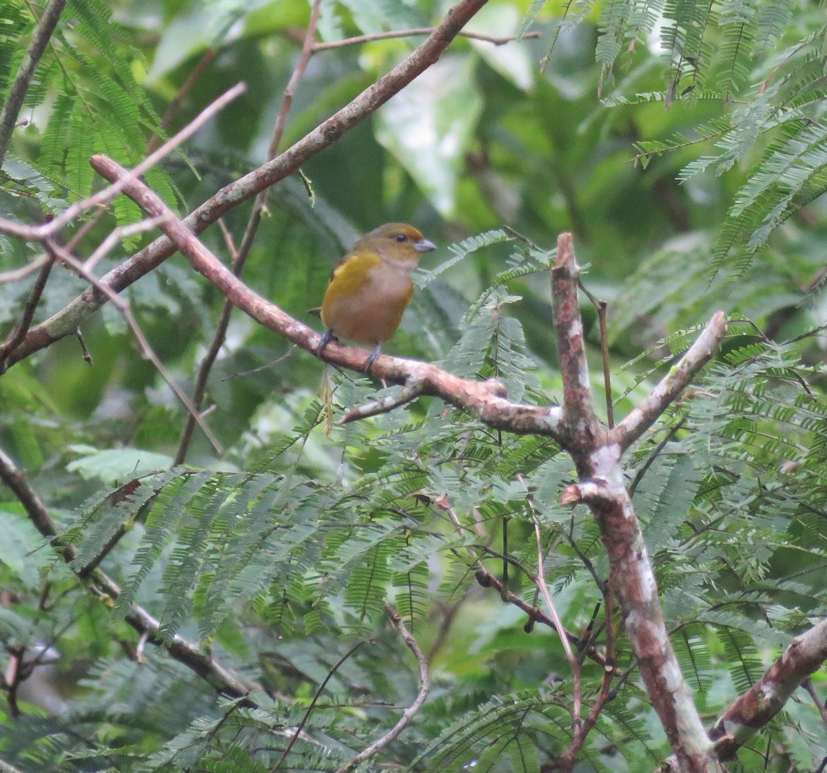 Orange-bellied Euphonia - Sidnei Dantas