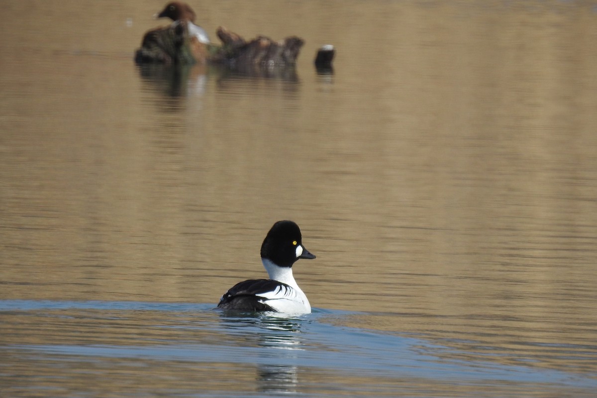 Common Goldeneye - mc coburn