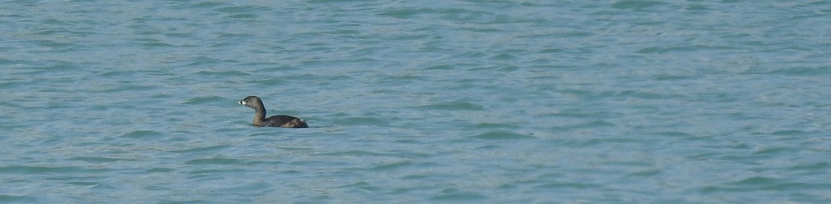 Pied-billed Grebe - ML149433351