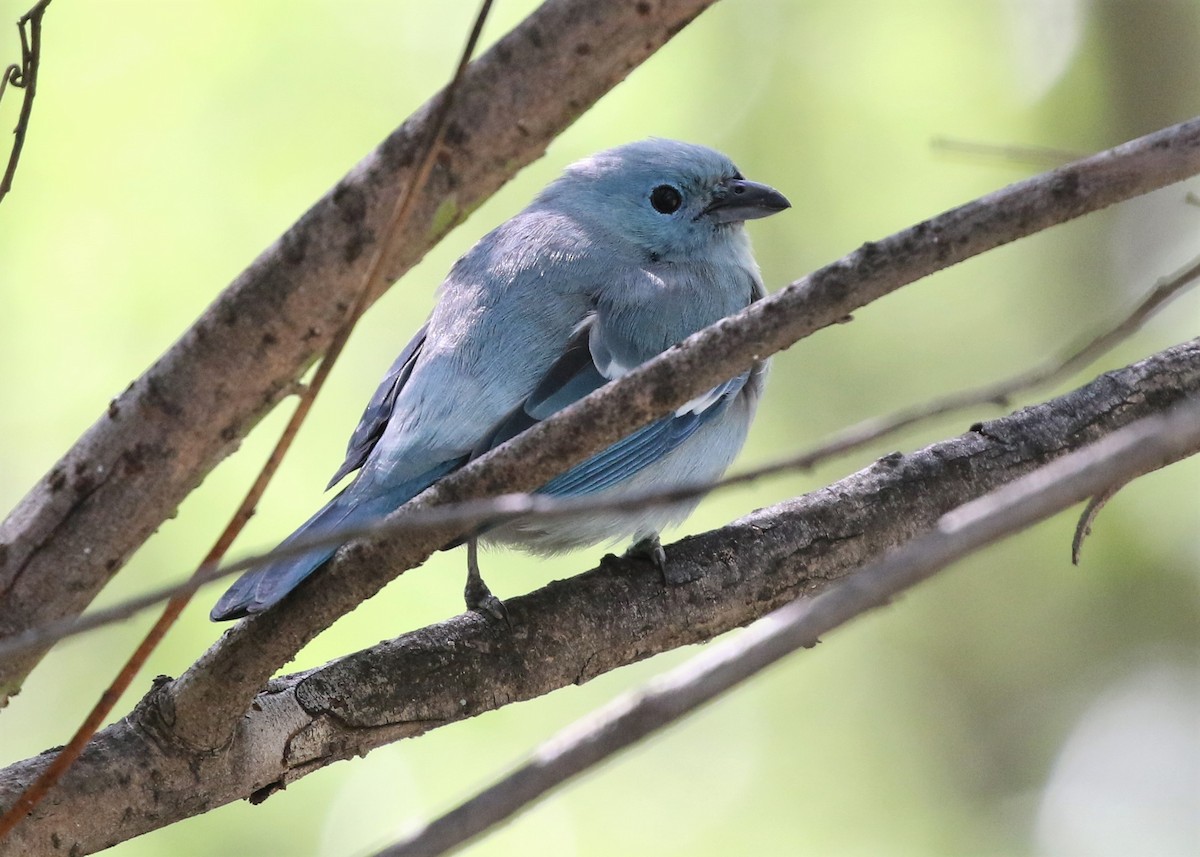 Blue-gray Tanager - ML149435261