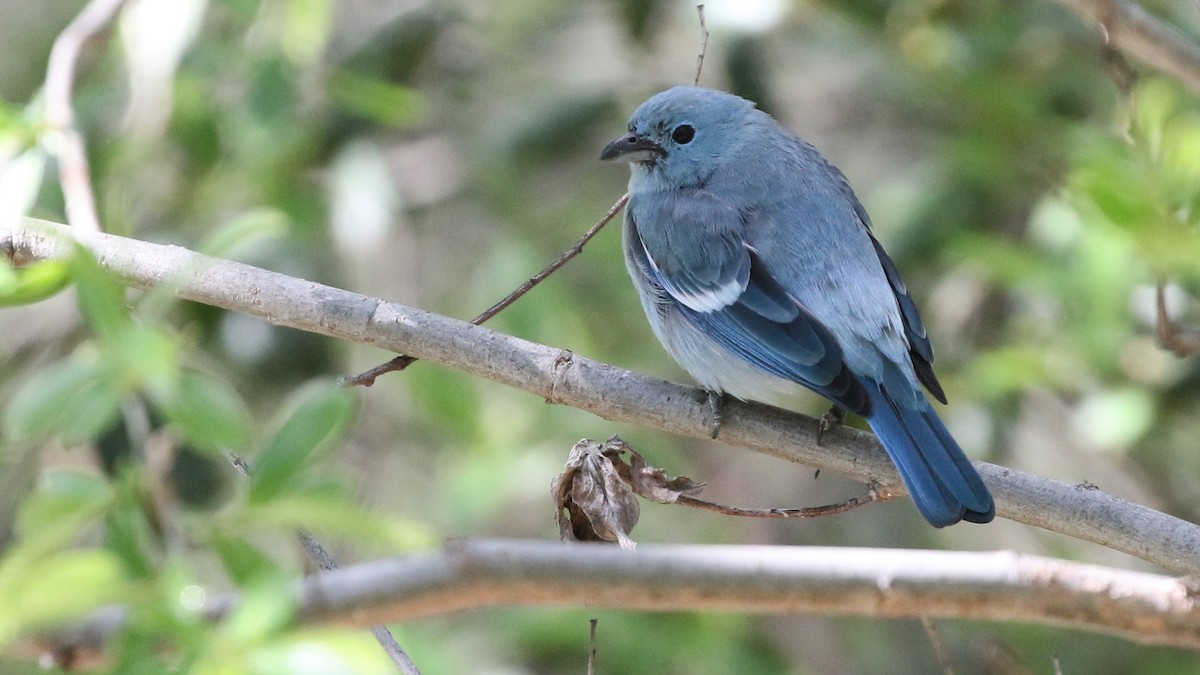 Blue-gray Tanager - ML149435271