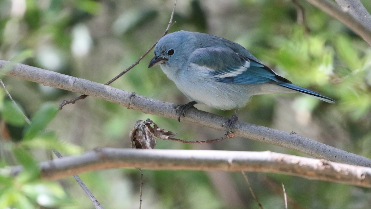 Blue-gray Tanager - ML149435281