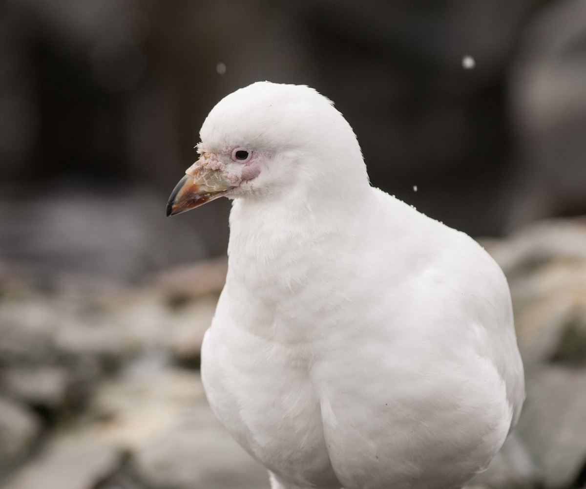 Snowy Sheathbill - ML149435461