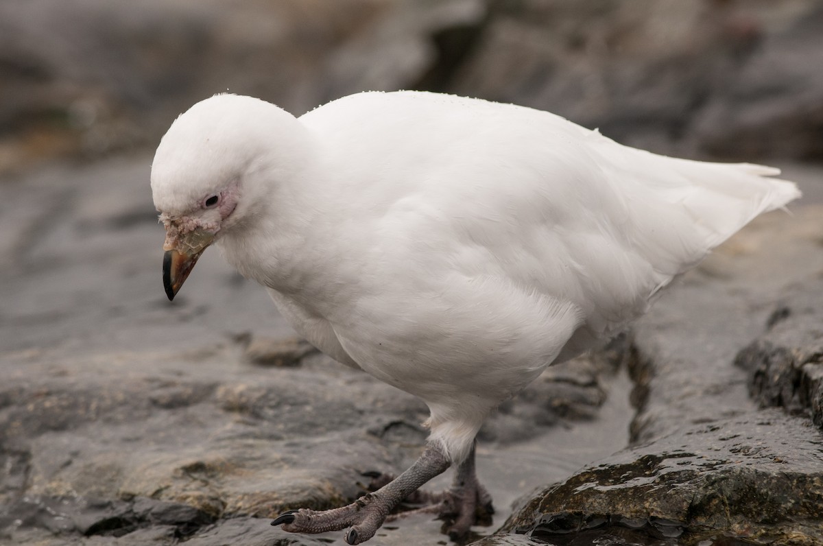 Snowy Sheathbill - ML149435501