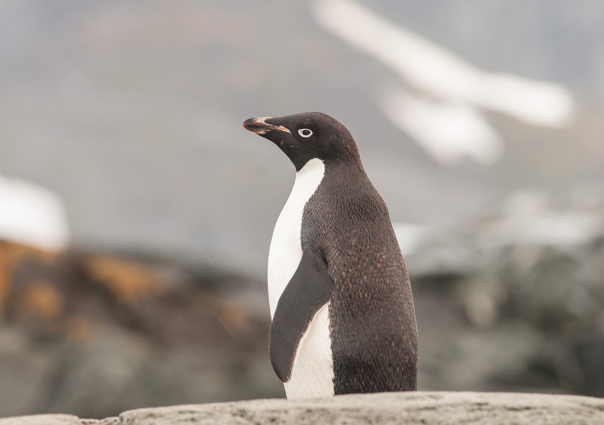 Adelie Penguin - Ken Wright