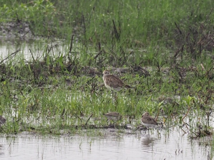 American Golden-Plover - ML149437451