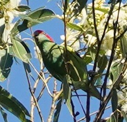 Musk Lorikeet - ML149439221