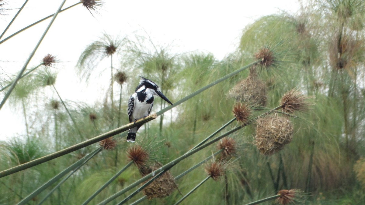 Pied Kingfisher - ML149441591