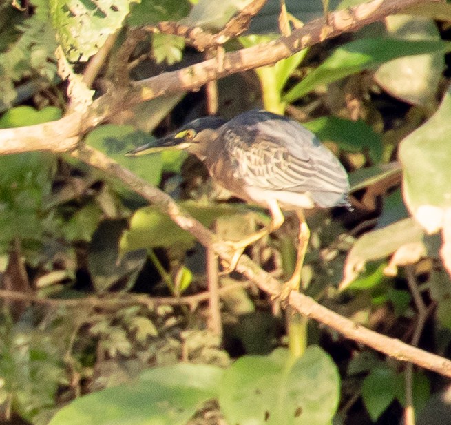 Striated Heron - ML149442941