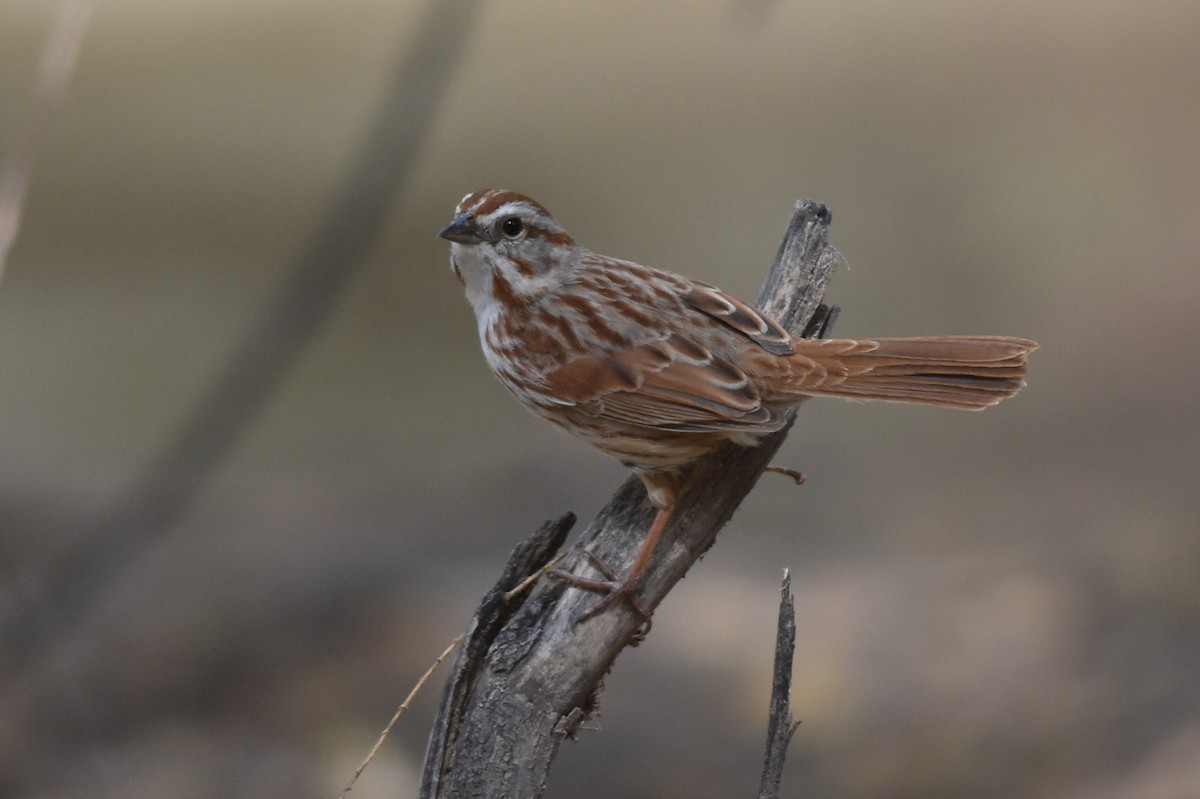 Song Sparrow (fallax Group) - ML149443331