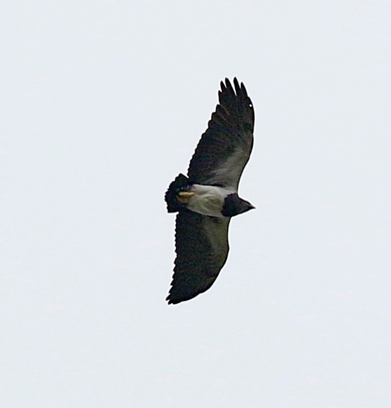 Black-chested Buzzard-Eagle - ML149446061