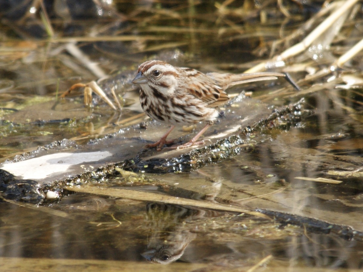 Song Sparrow - ML149446131