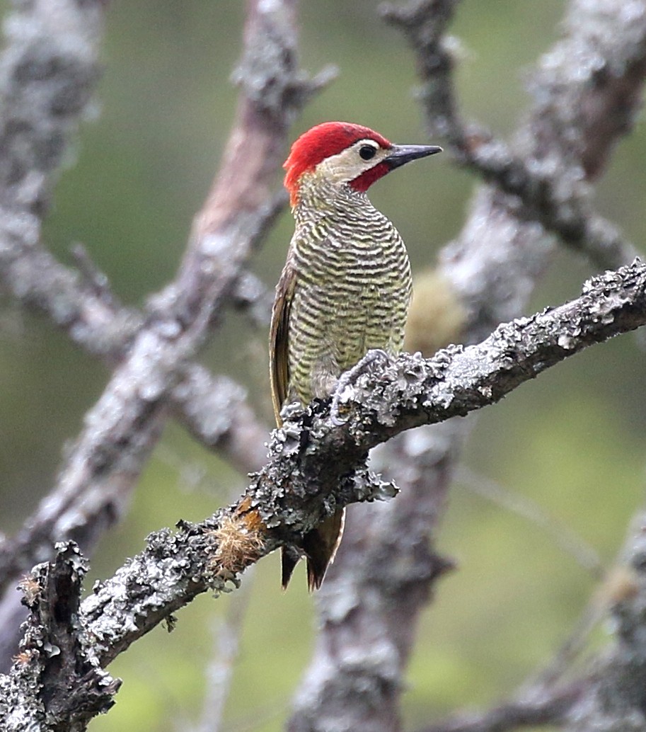 Golden-olive Woodpecker - Charlotte Byers