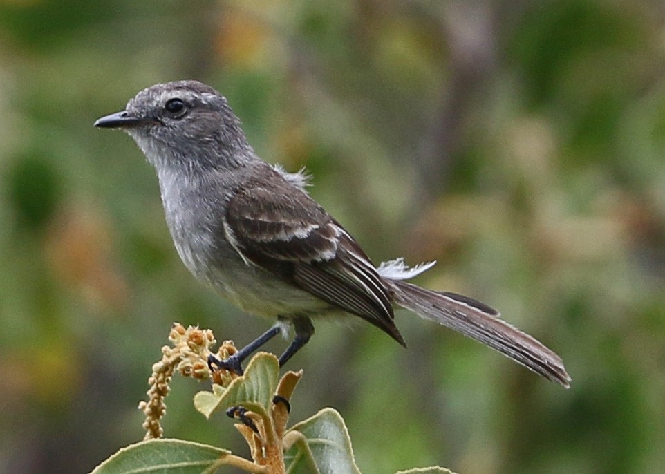 Marañon Tyrannulet - ML149446441