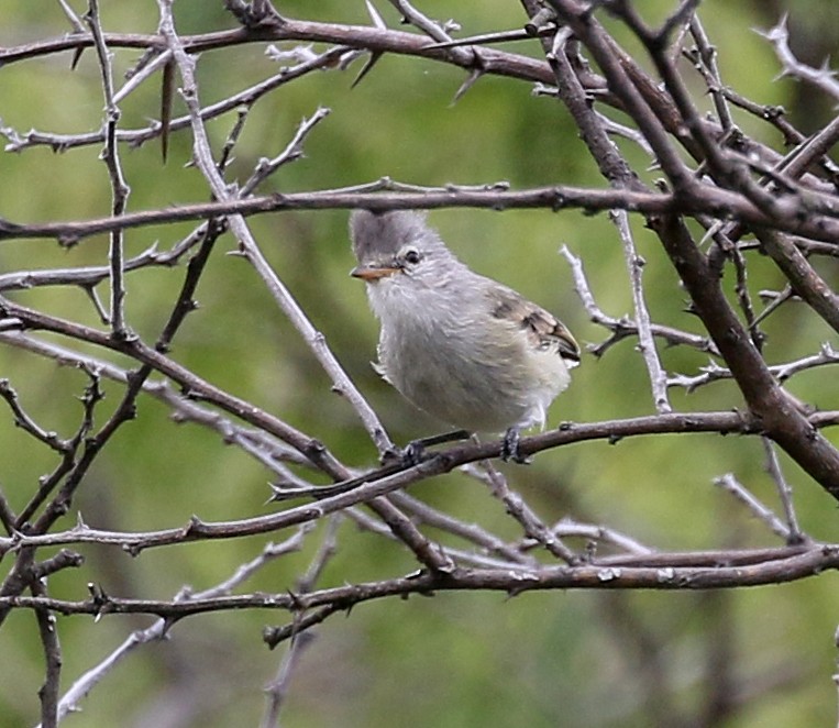 Haubenkleintyrann - ML149446621