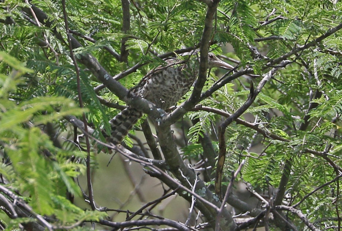 Fasciated Wren - ML149446991