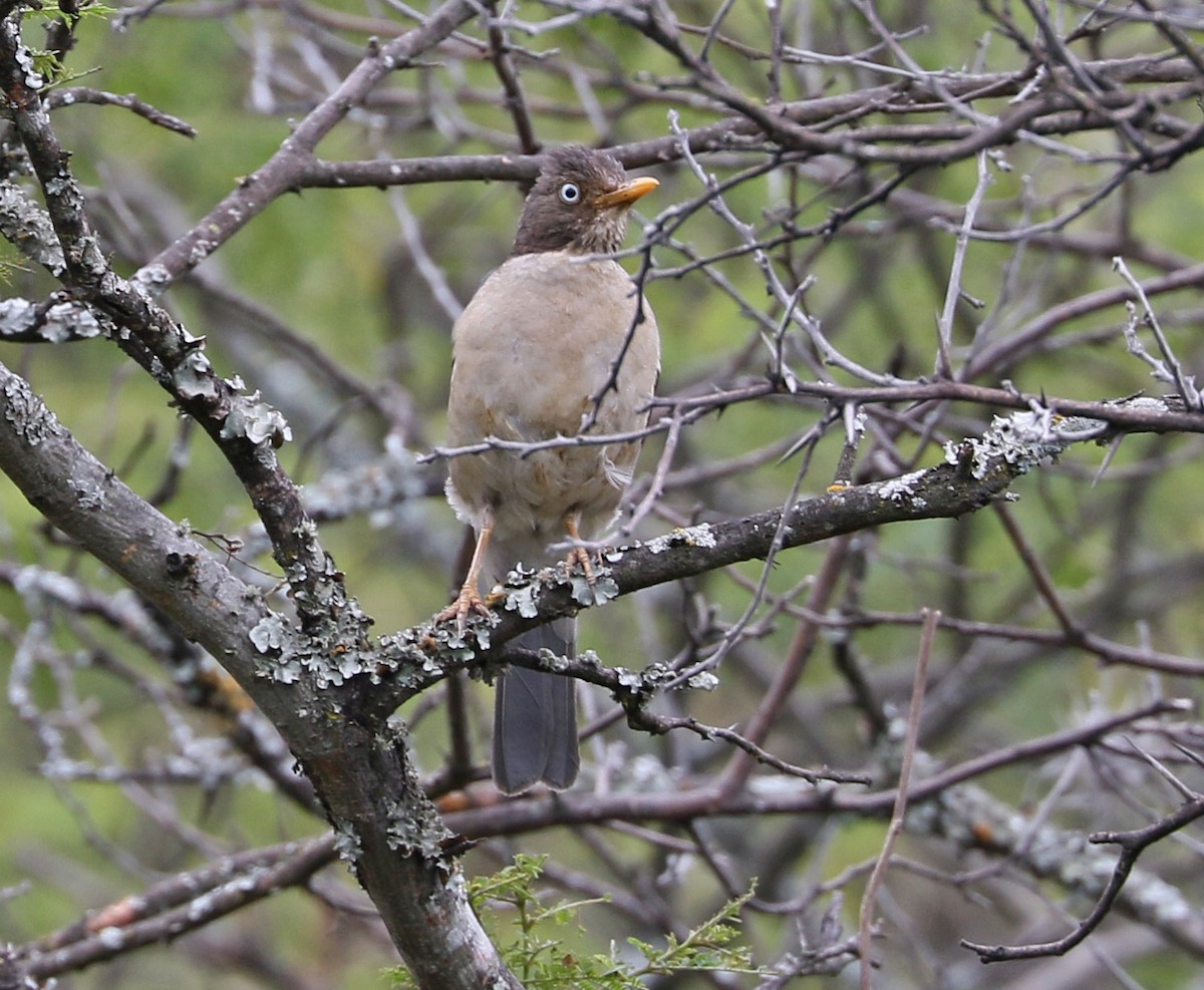 Plumbeous-backed Thrush - ML149447031