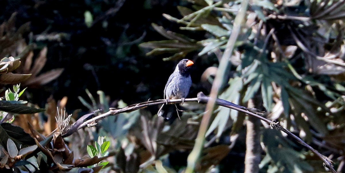 Black-cowled Saltator - ML149447091