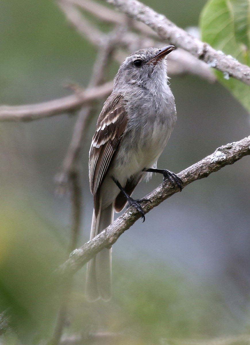 Marañon Tyrannulet - ML149447191