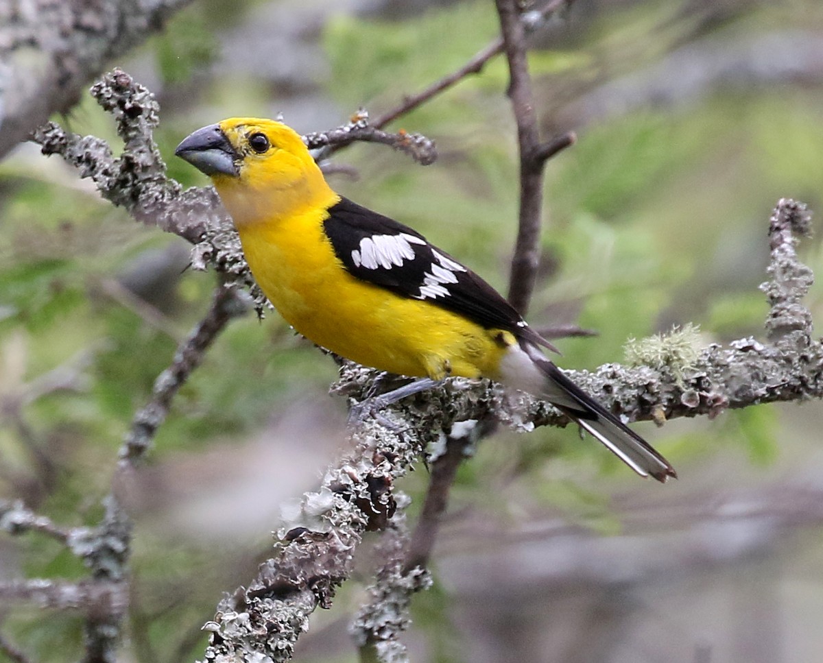 Golden Grosbeak - ML149447291