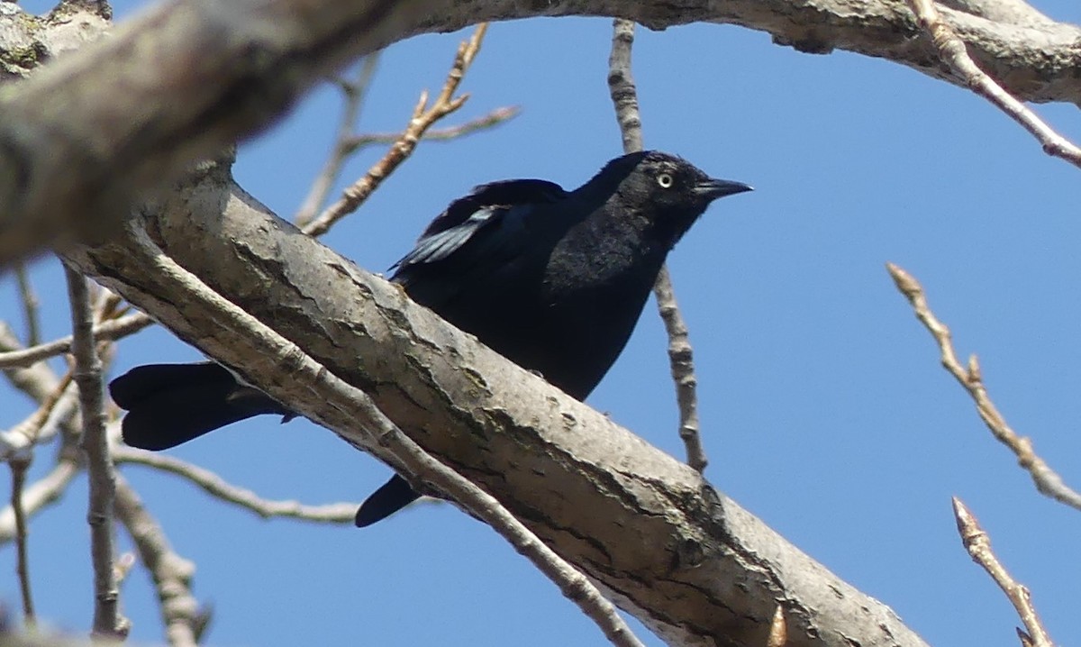 Rusty Blackbird - ML149447711