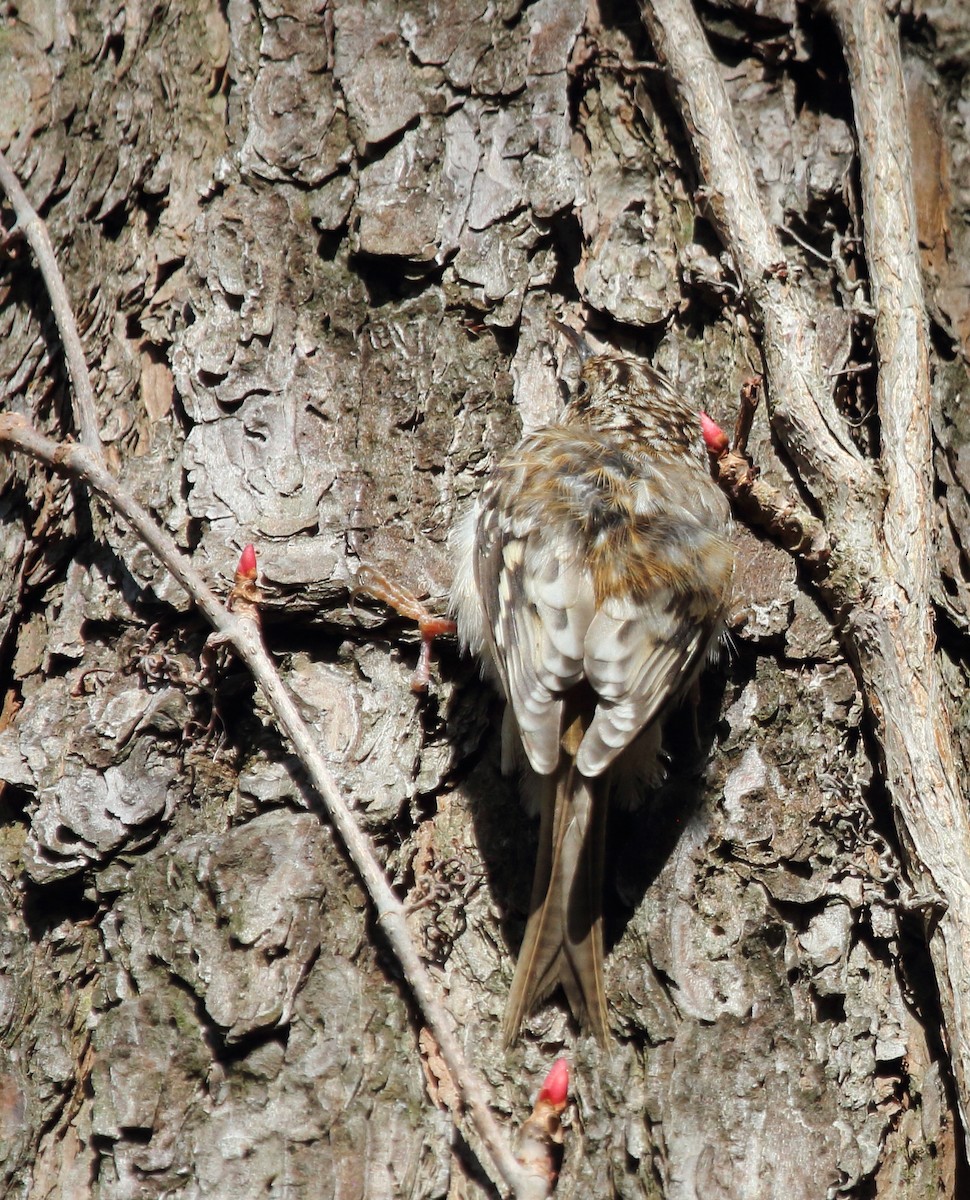 Brown Creeper - ML149448511