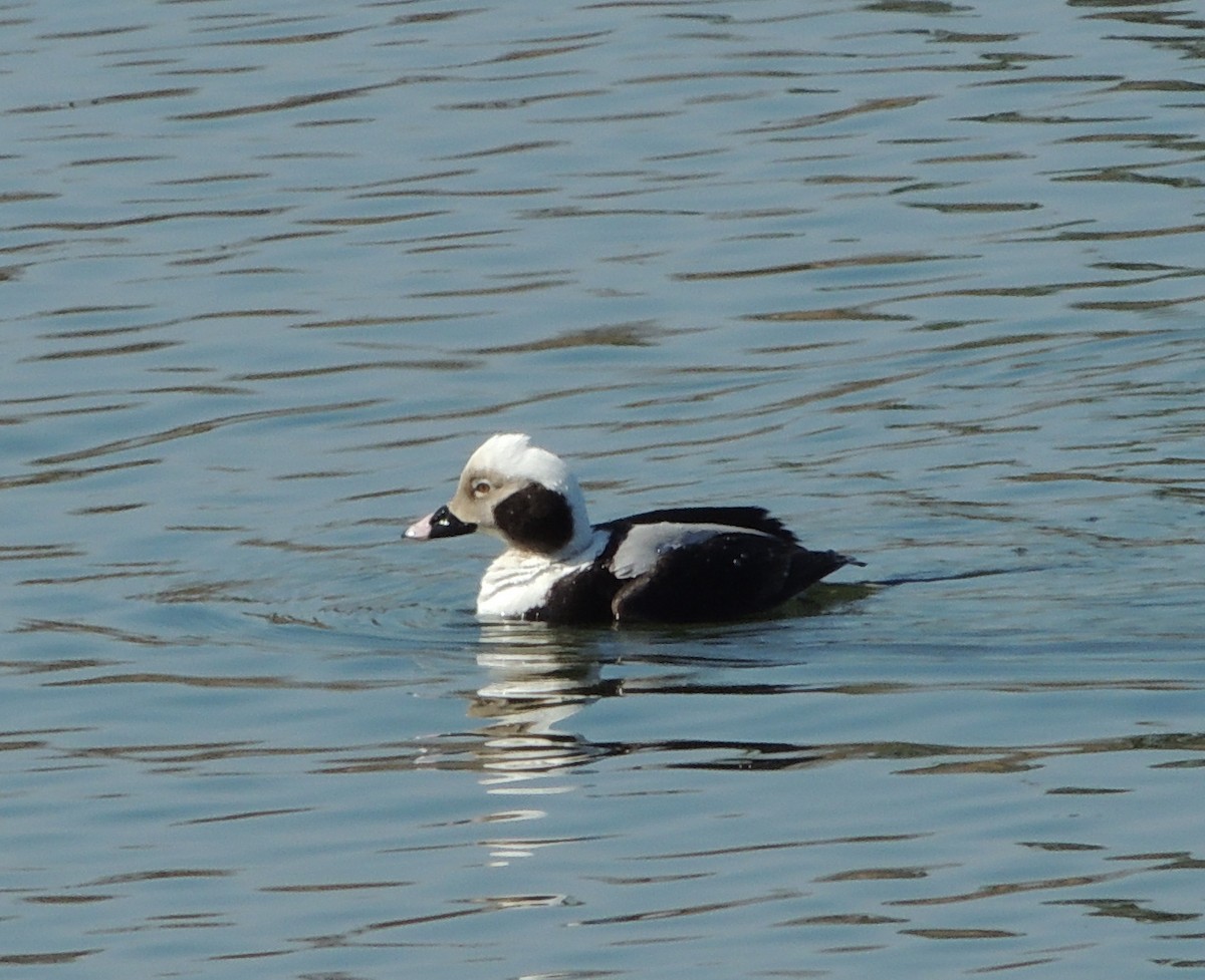 Long-tailed Duck - ML149449921