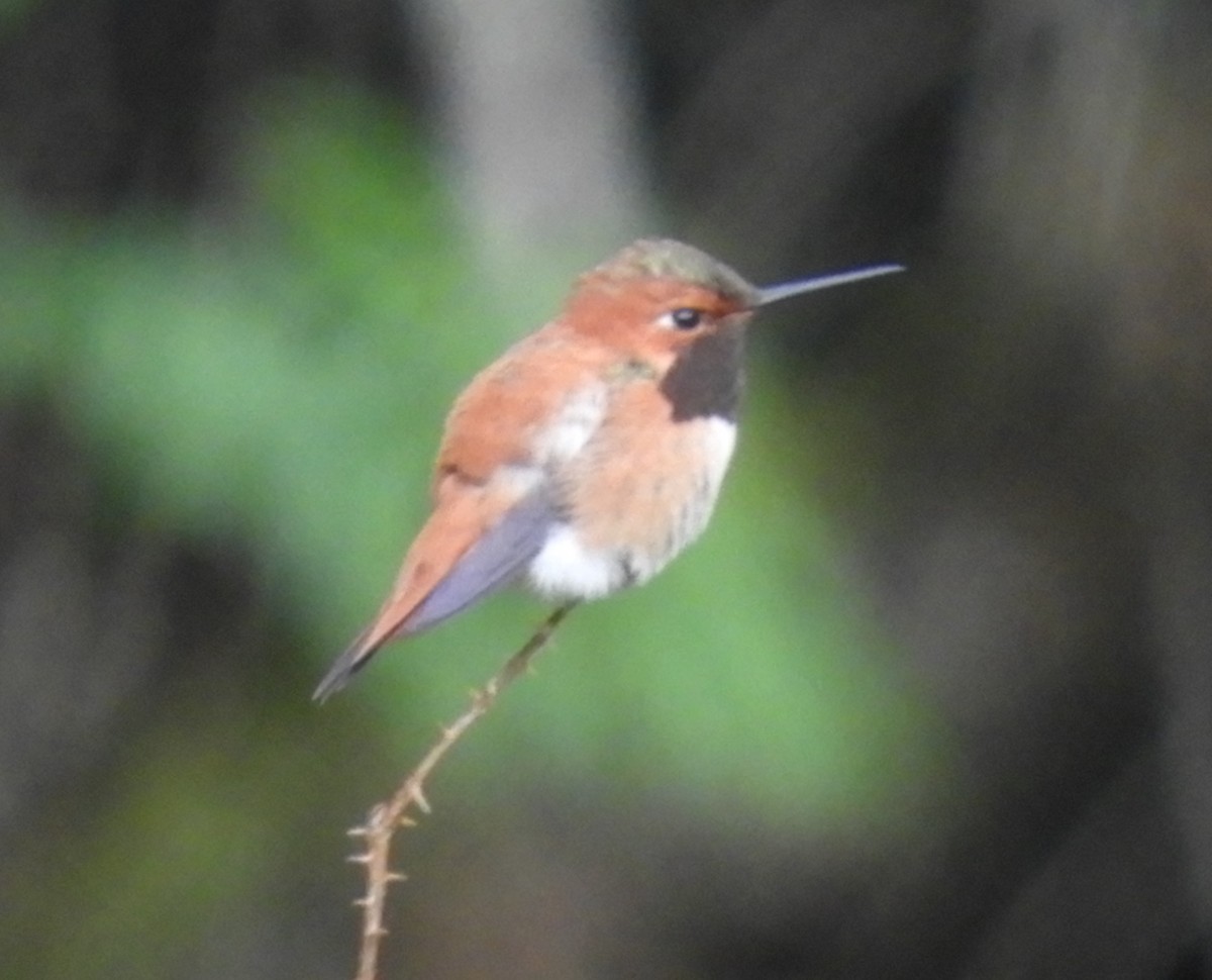 rødkolibri - ML149454801