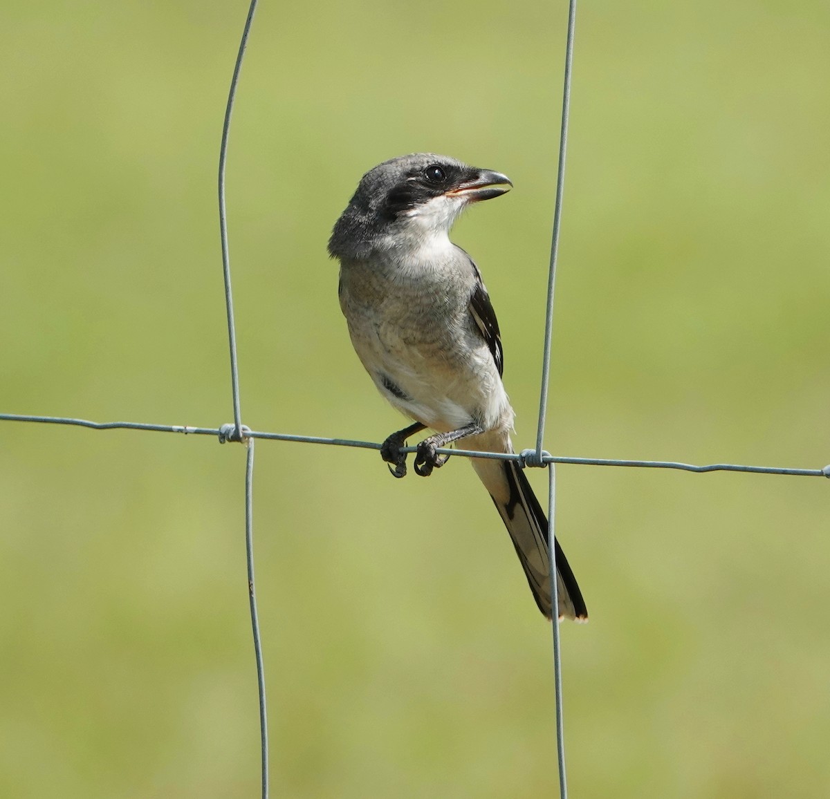 Loggerhead Shrike - ML149455511