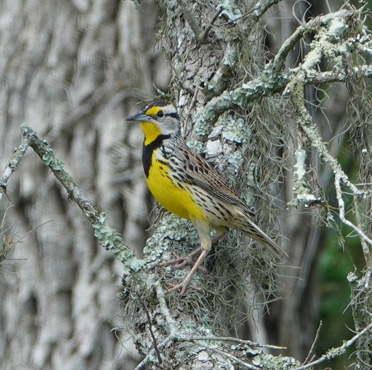 Eastern Meadowlark - ML149455951