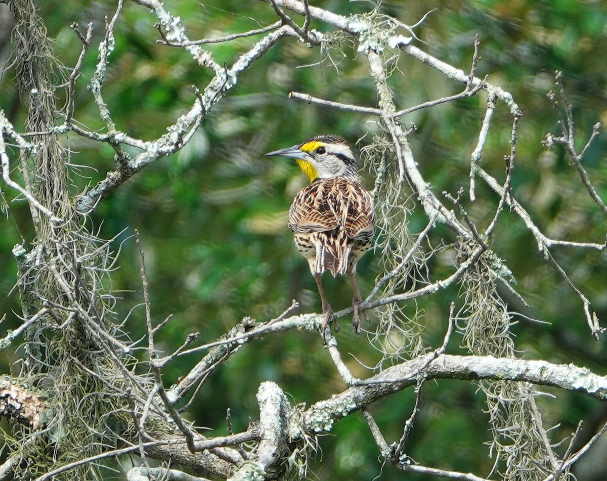 Eastern Meadowlark - ML149456371