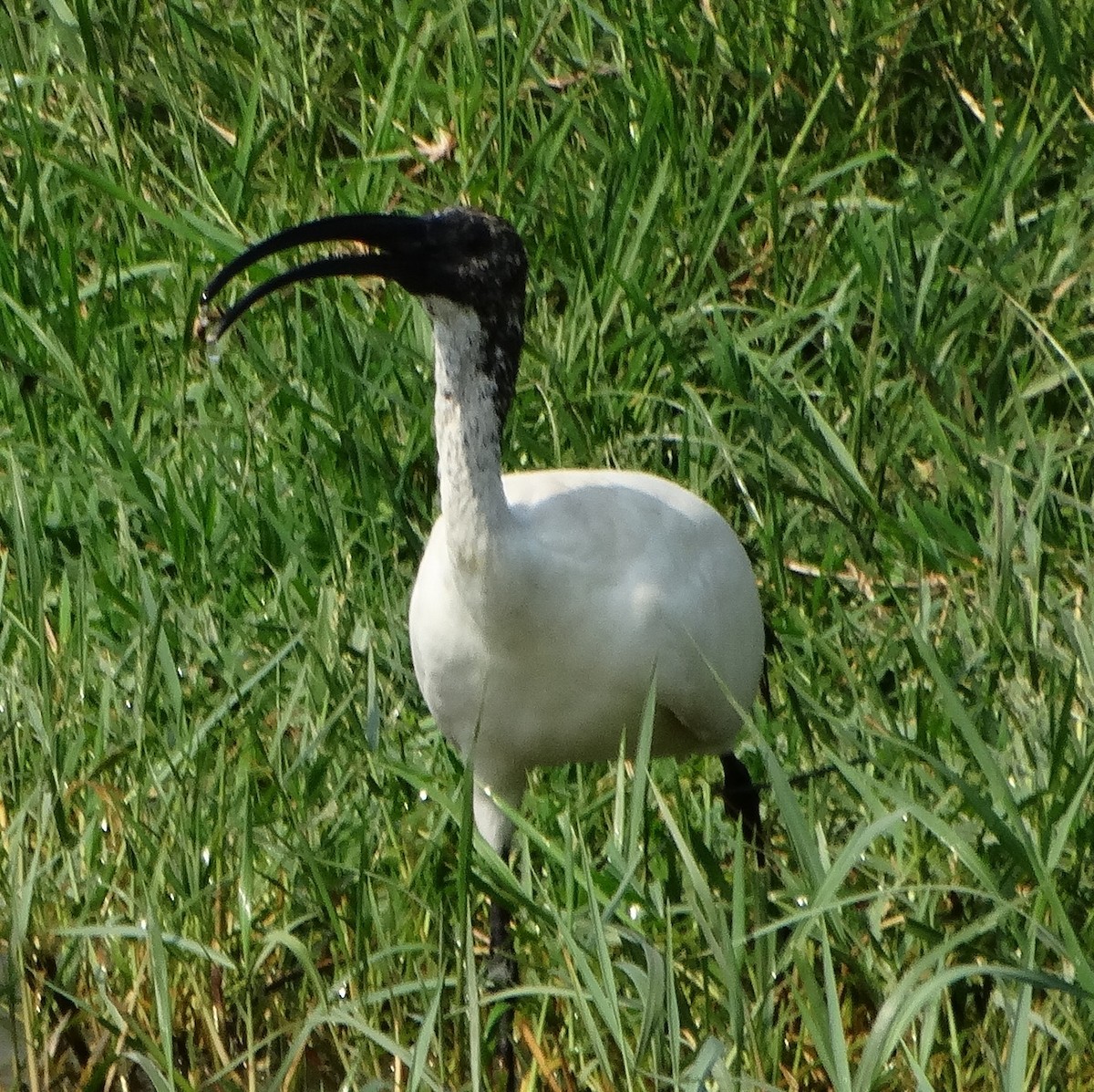 African Sacred Ibis - ML149457751