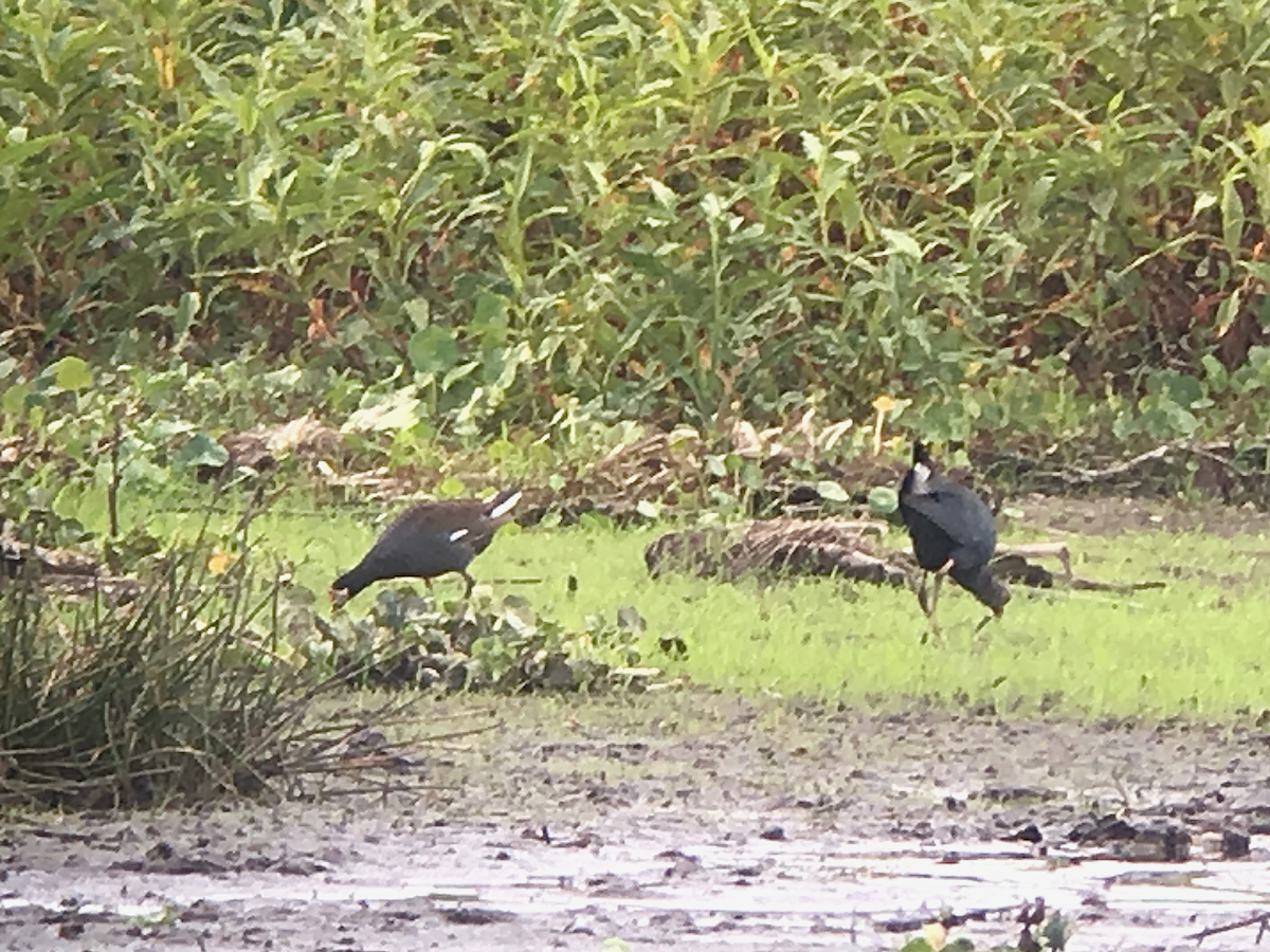 Gray-headed Swamphen - ML149458001