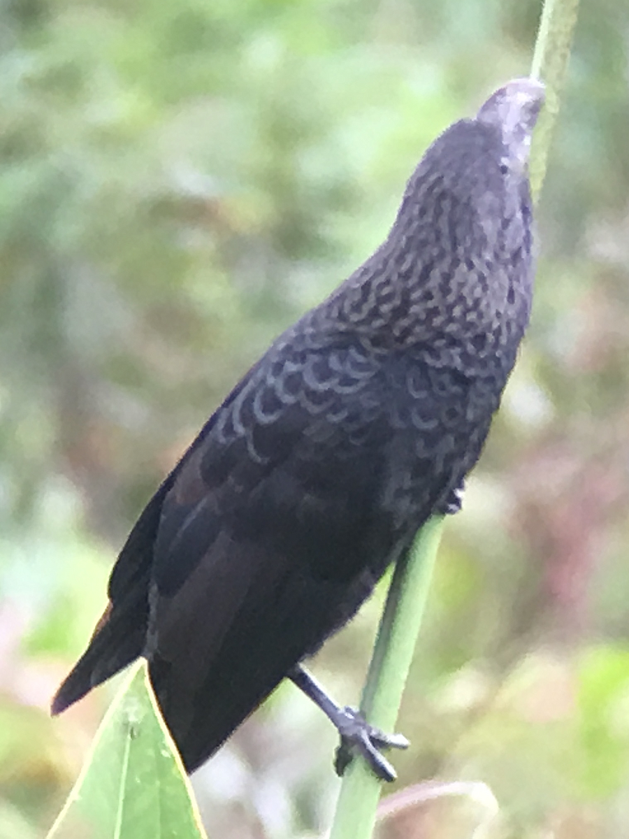 Smooth-billed Ani - ML149458181