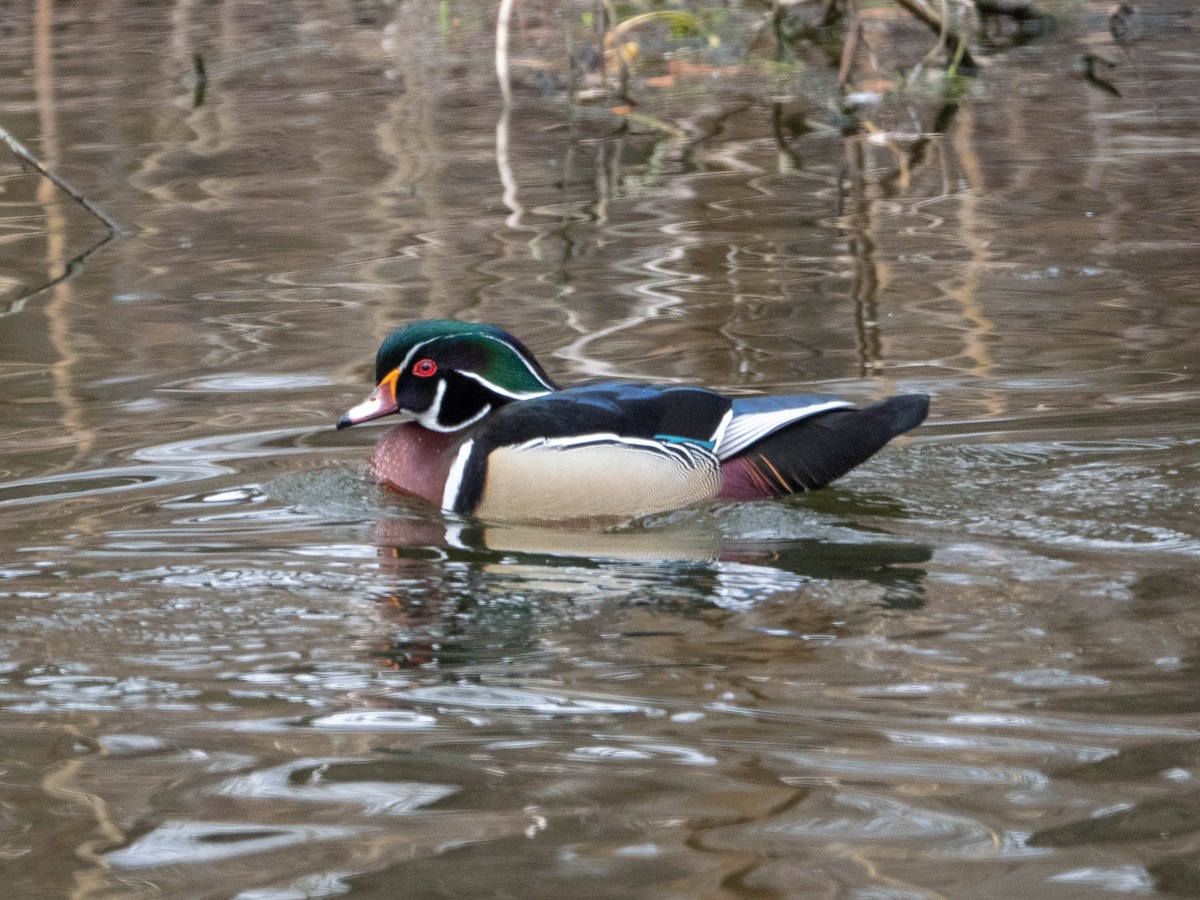 Wood Duck - Travis ONeil