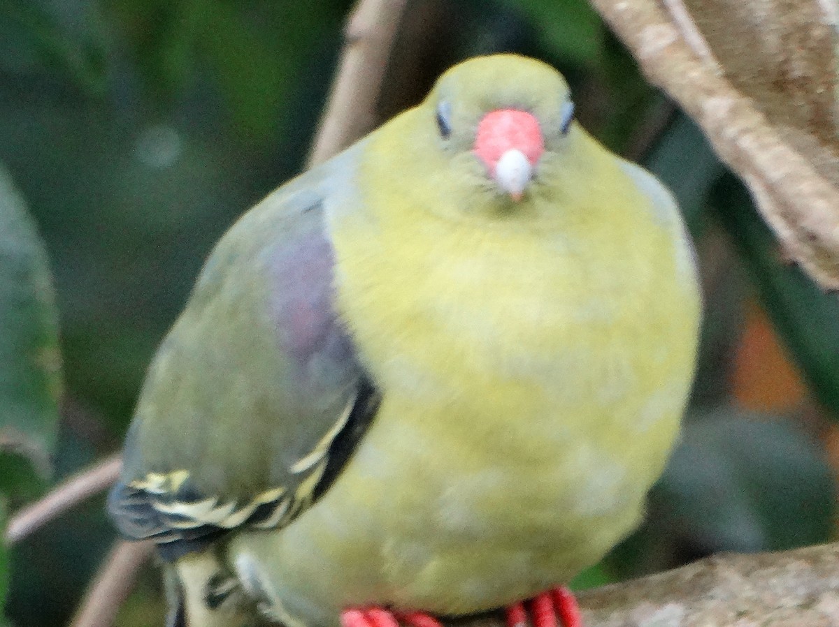African Green-Pigeon - ML149462641