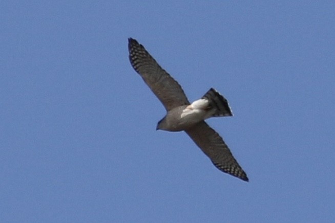 Cooper's Hawk - ML149463361