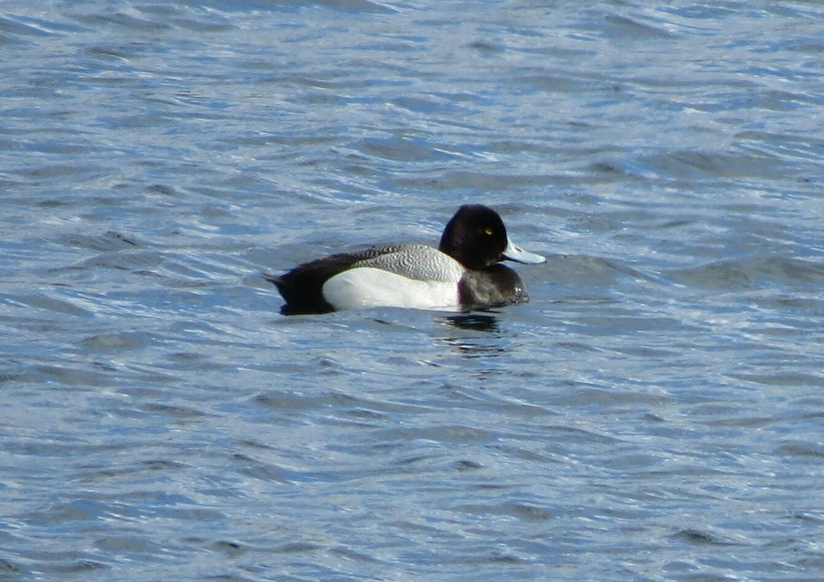 Lesser Scaup - ML149465521