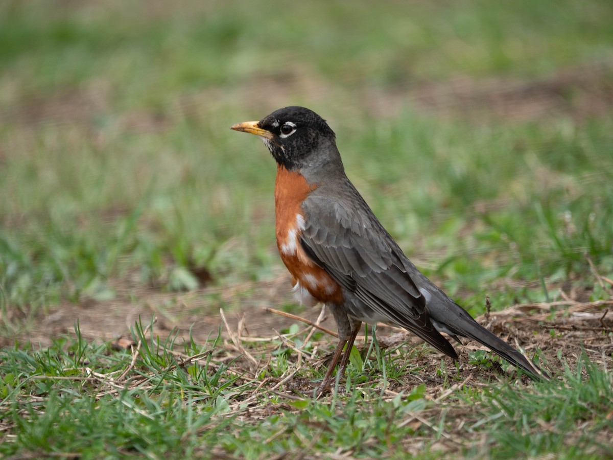 American Robin - ML149465851