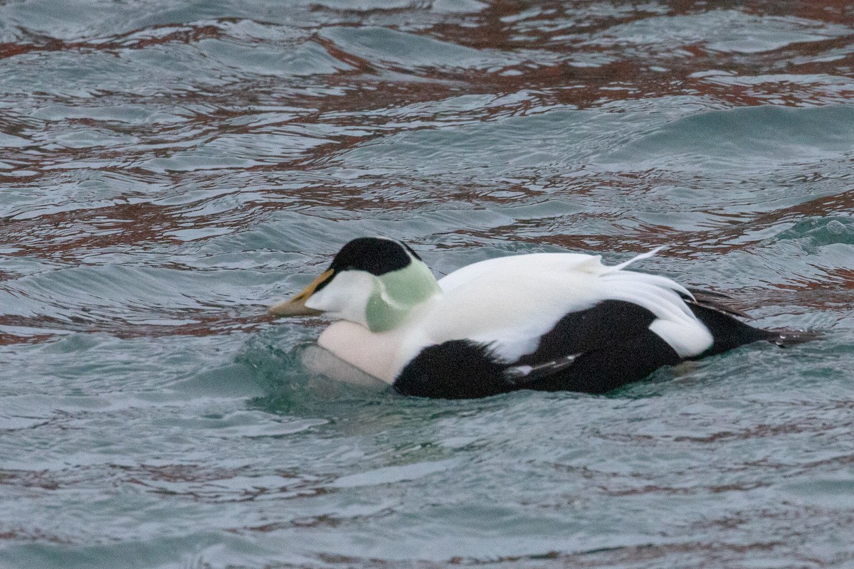 Common Eider - ML149465891