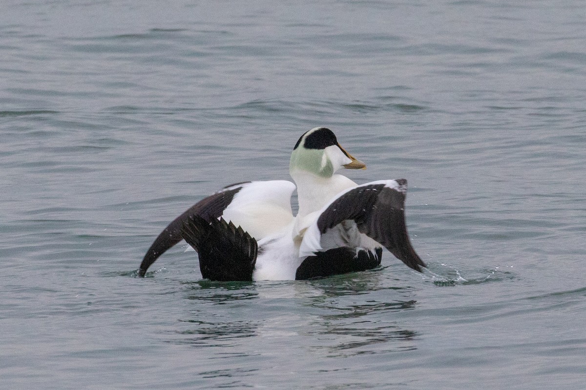 Common Eider - Steve McInnis