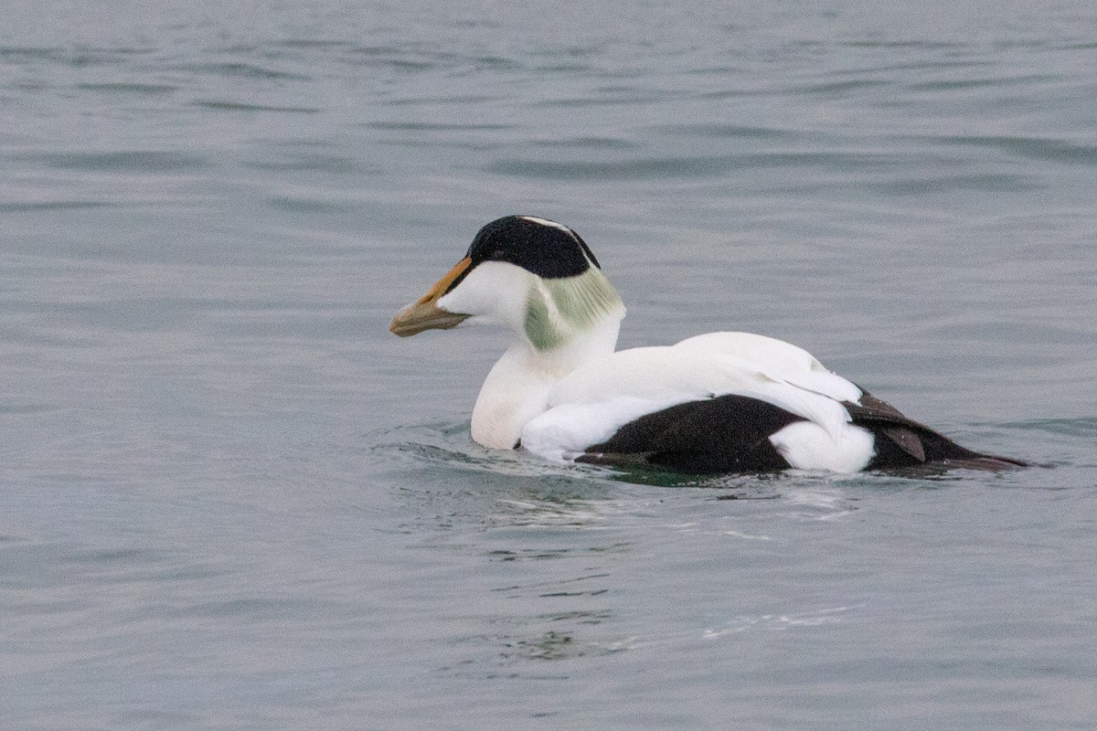 Common Eider - ML149466181