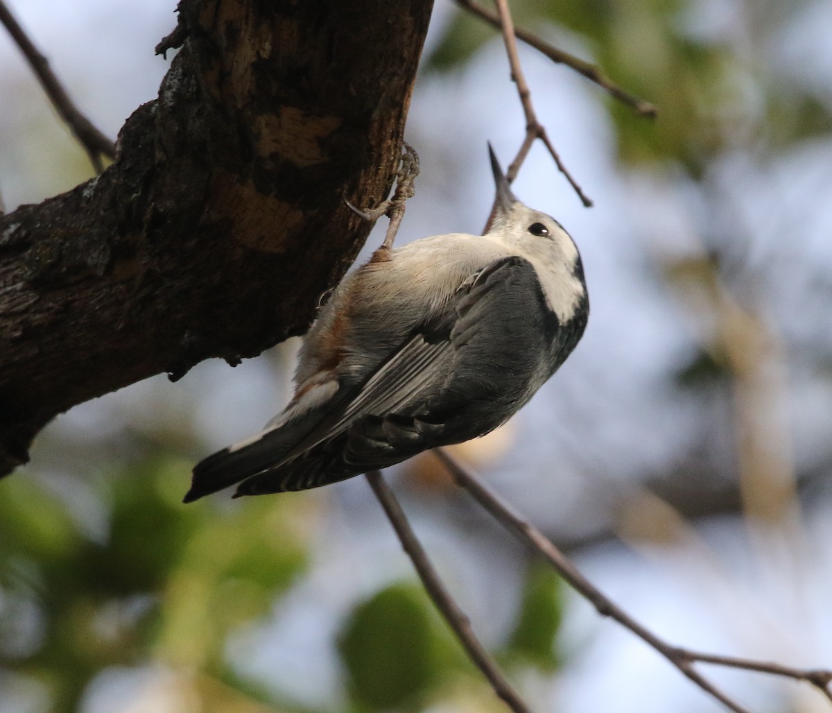 Повзик каролінський - ML149466321