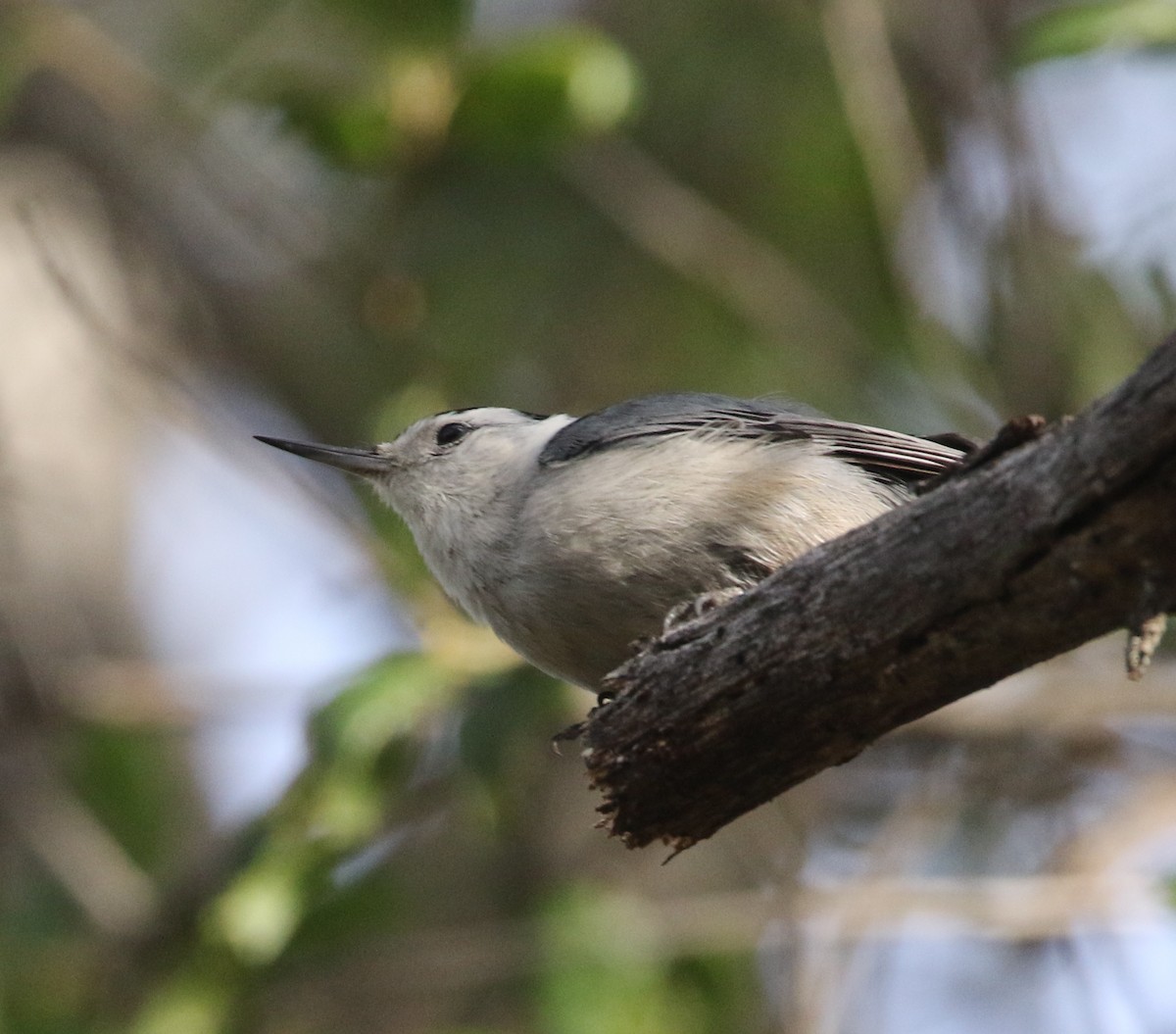Повзик каролінський - ML149466421