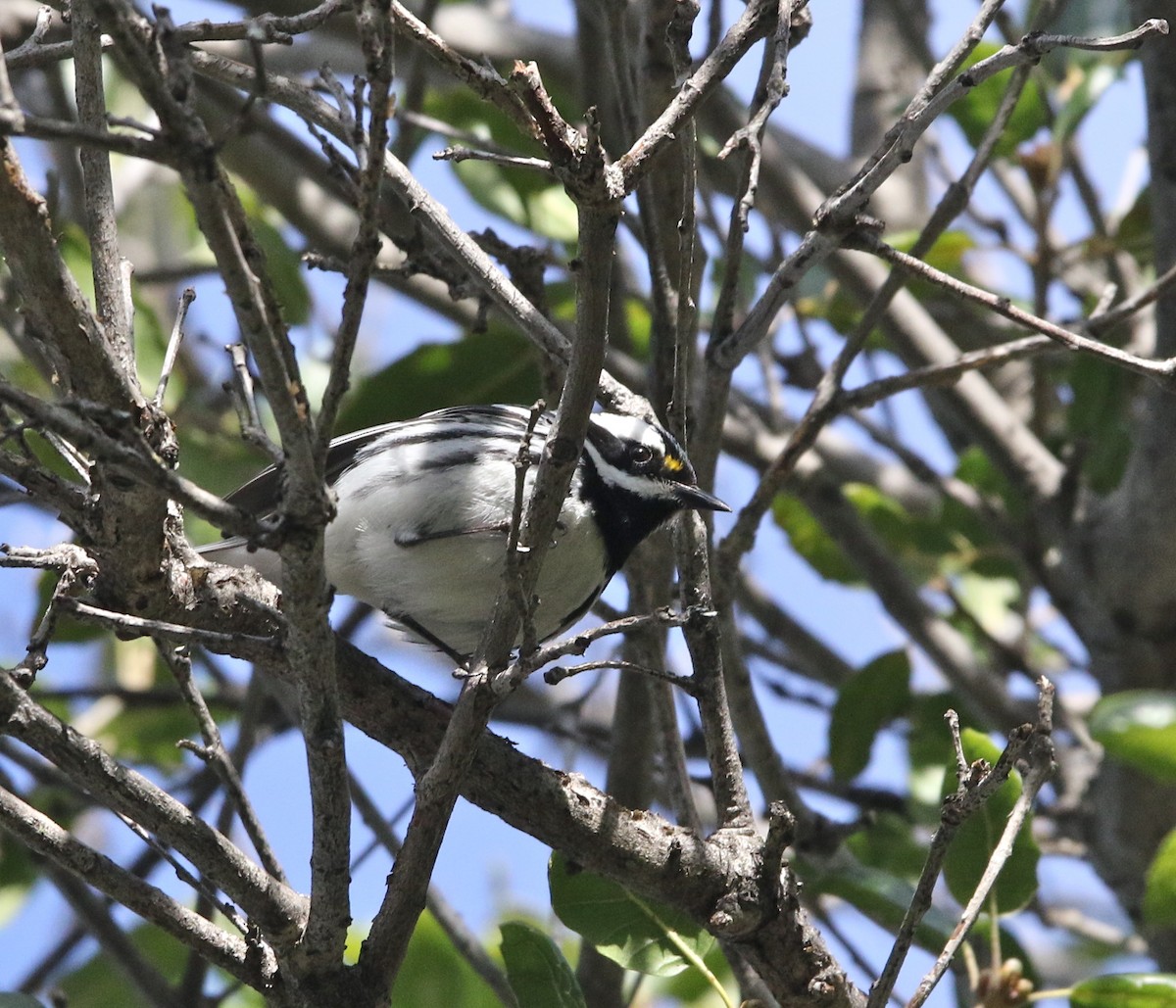 Пісняр-лісовик біловусий - ML149466731