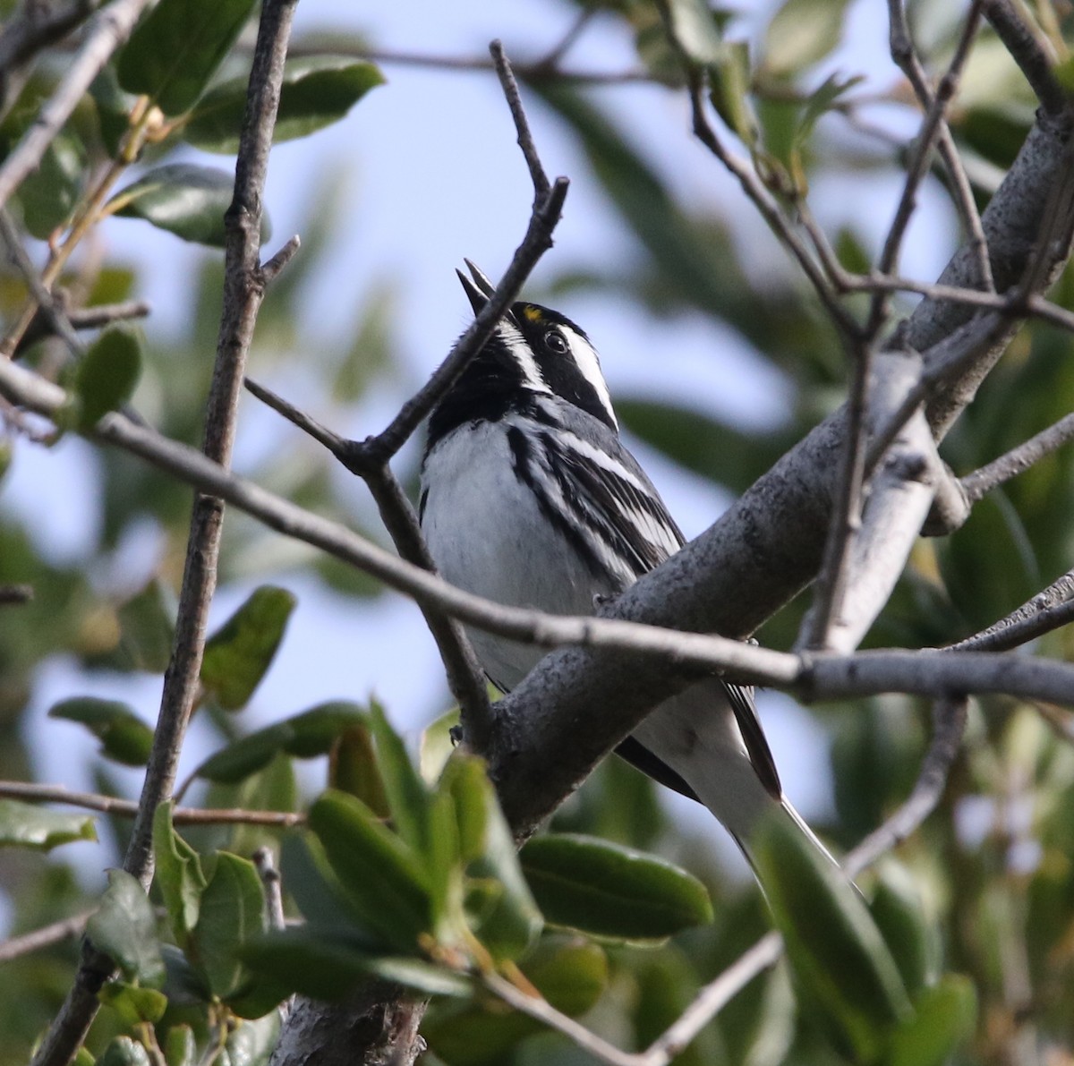 Пісняр-лісовик біловусий - ML149466741